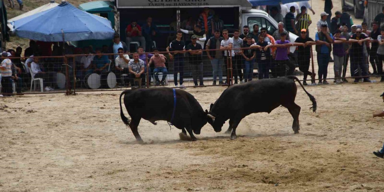 İlki yapılan Avşar Boğa Güreşleri, depremzedeler yararına gerçekleşti