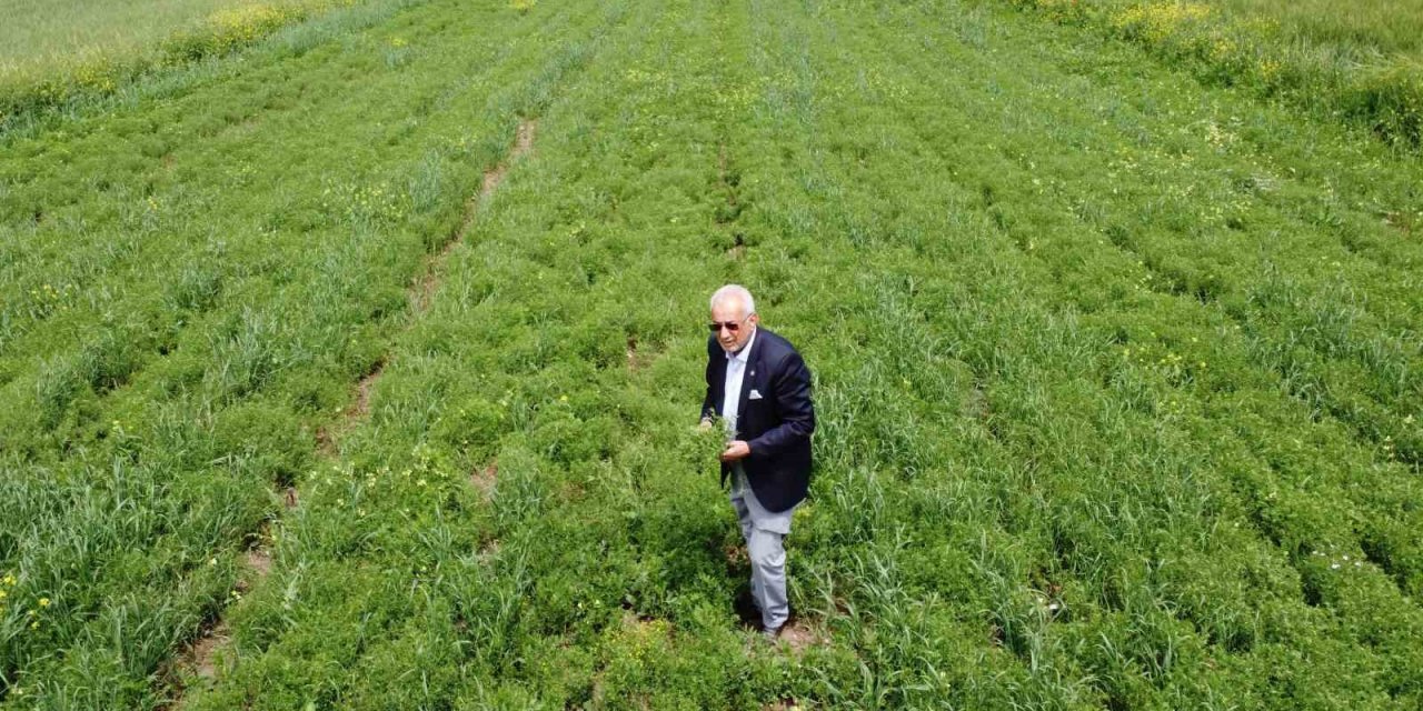 Siirtli çiftçiler hububatta rekor düzeyde ürün bekliyor