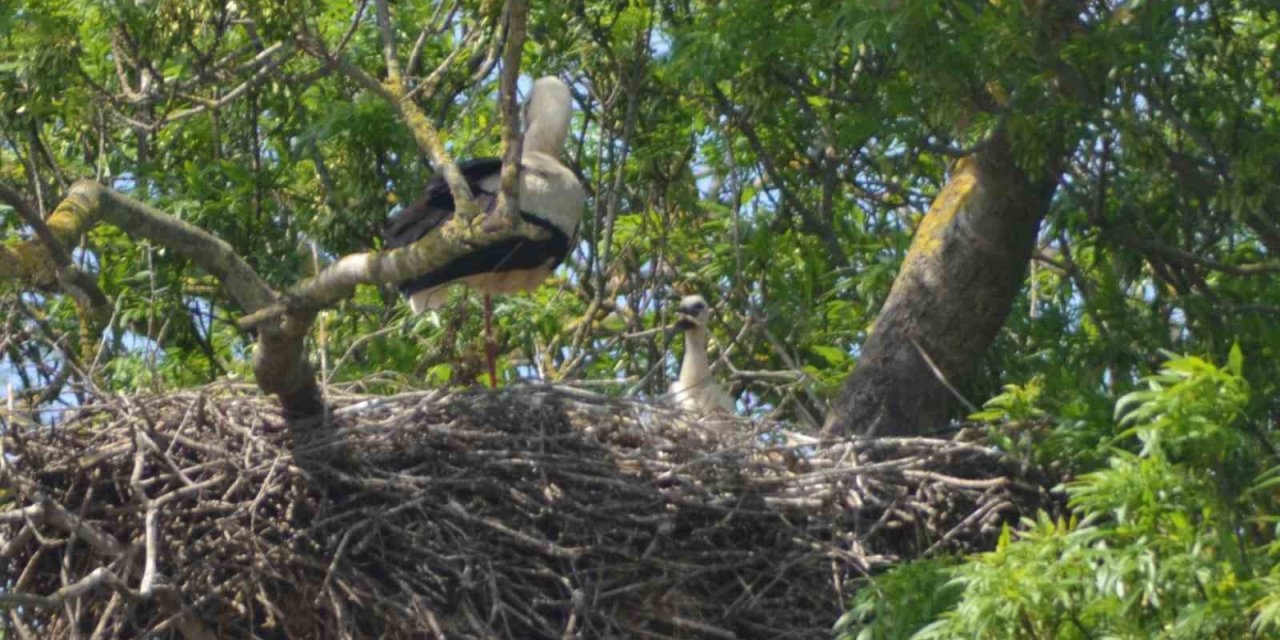 900 leylek yuvasına ev sahipliği yapıyor