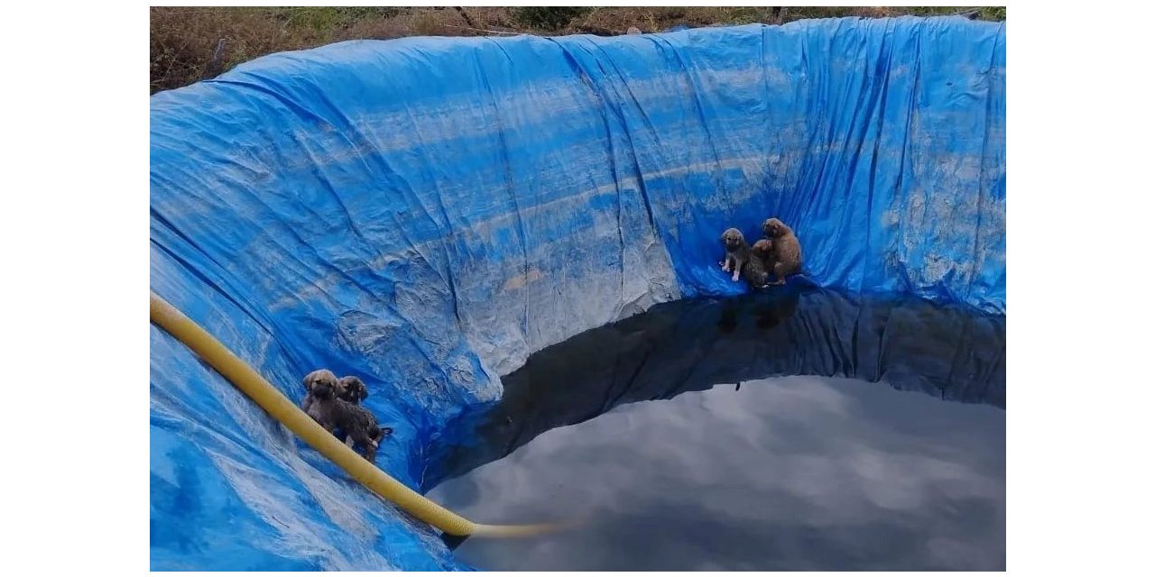 Havuza düşen yavru köpekleri, Aydın itfaiyesi kurtardı