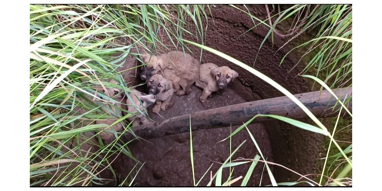 Vatandaştan su kuyusunda mahsur kalan köpekler için kurtarma operasyonu