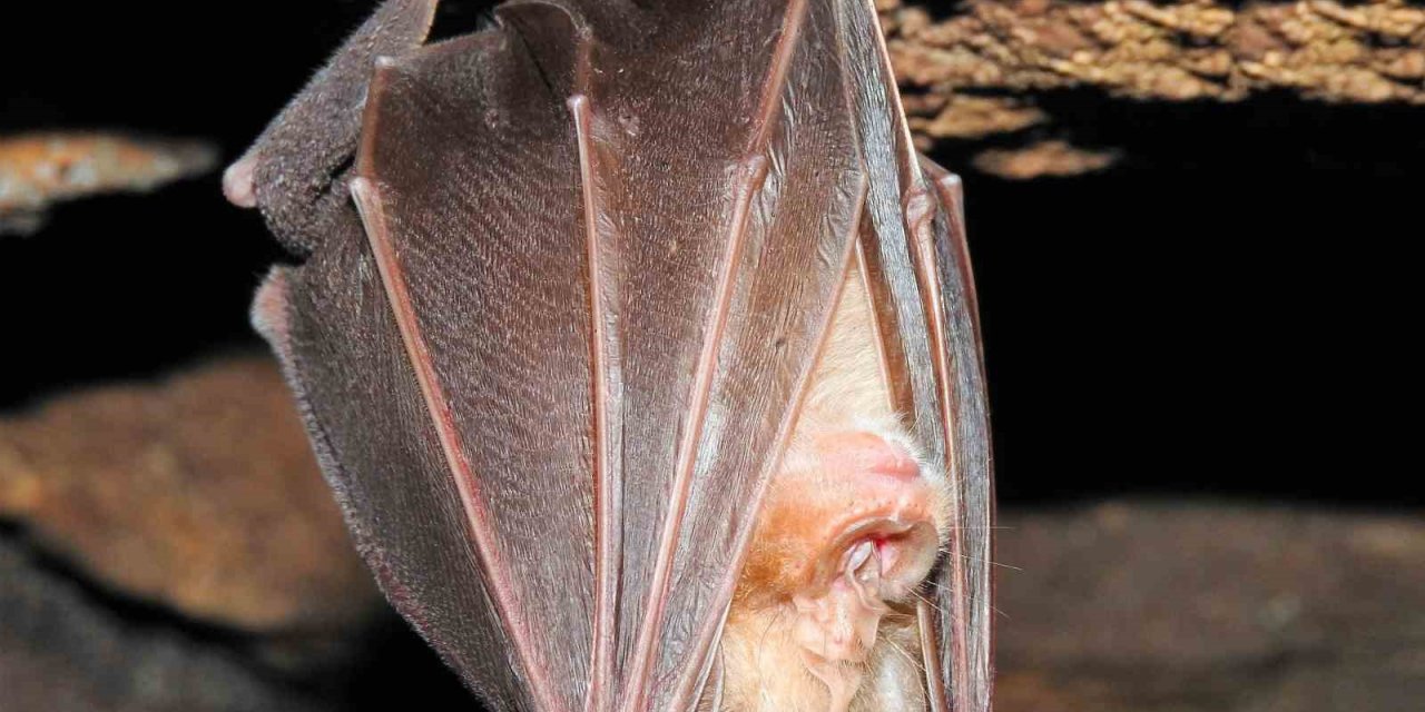 Biyokaçakçılıkla mücadelede 17 yılda 5,6 milyon lira idari para cezası uygulandı