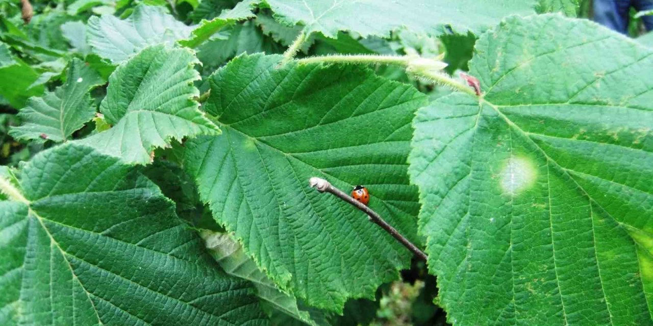 Fındık kurdu ve küllenme hastalığı ile mücadele zamanı