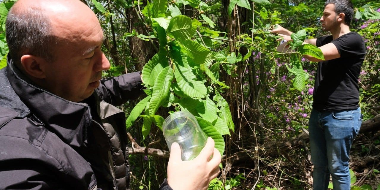 Kestane ağaçlarına zarar veren gal arısıyla mücadele sürüyor