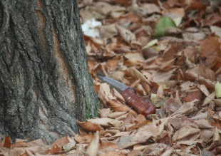 Kanlı bıçak sonunda bulundu!