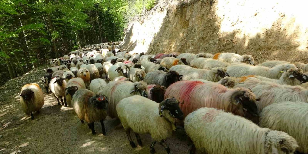 Sürülerin yaylalara zorlu göç yolculuğu başladı