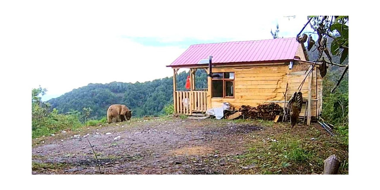 Hırsızlardan şüphelendi, fotokapan görüntülerini izleyince şok oldu