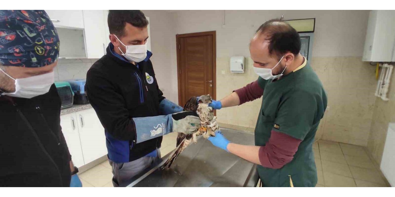 Bursa’da yaralanan şahine vatandaş sahip çıktı