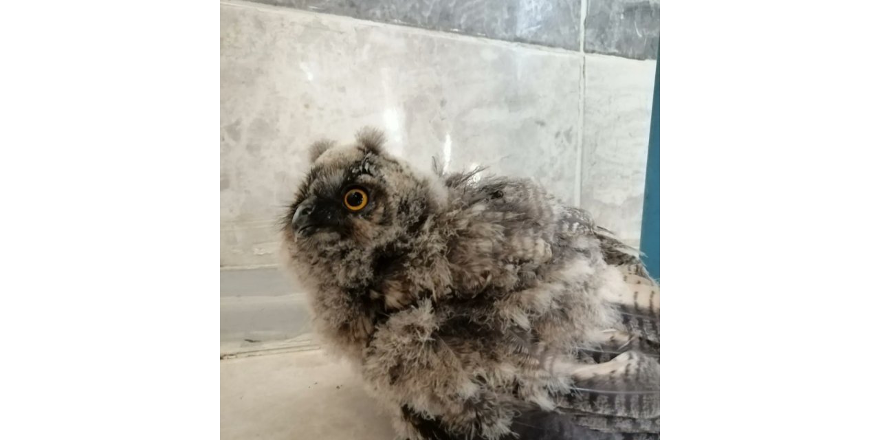 Şanlıurfa’da yaralı bulunan baykuş tedavi altına alındı