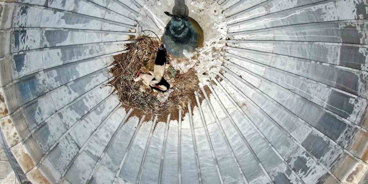 Göçmen leylekler yavrularına yuva olarak yine camiyi seçti