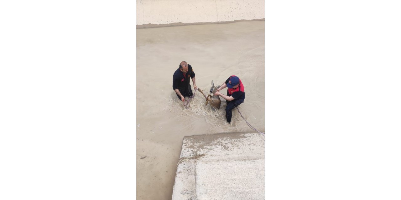 Sulama kanalına düşen yavru geyiği itfaiye kurtardı