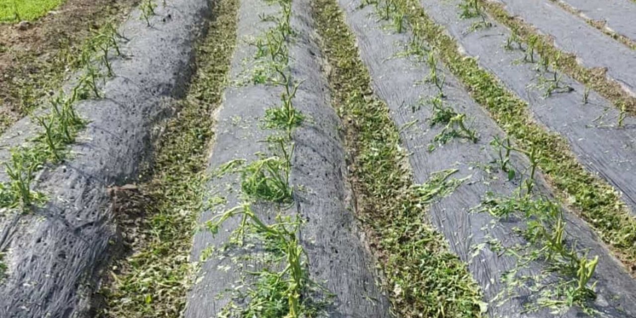 Dolu, sebze fidelerine zarar verdi