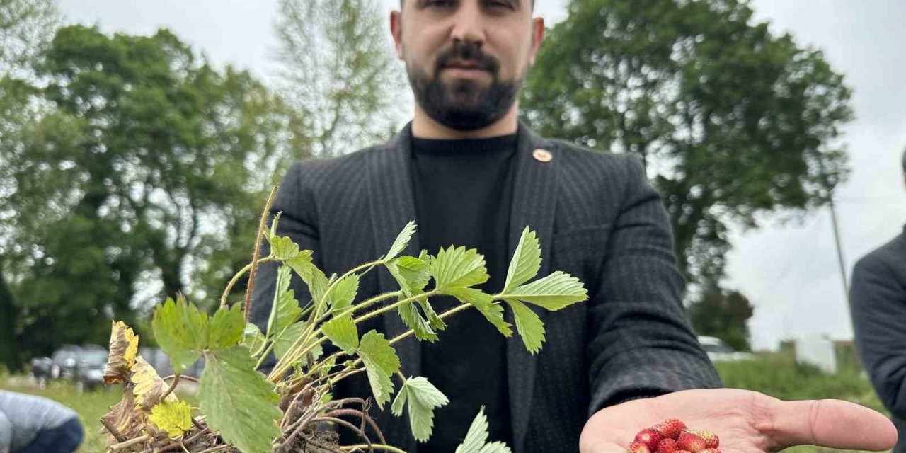 Tadı da farklı aroması da: Dağ çileğine yoğun ilgi