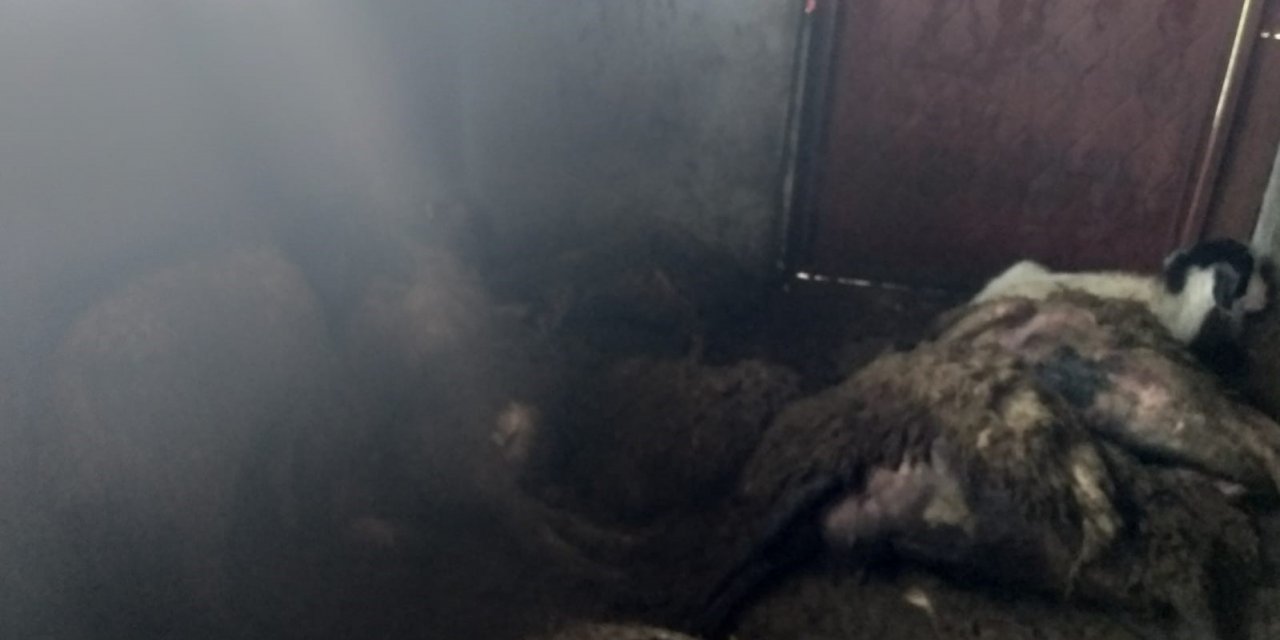 Devlet destekli alınan sürüye kurt dadandı: 35 koyun telef oldu