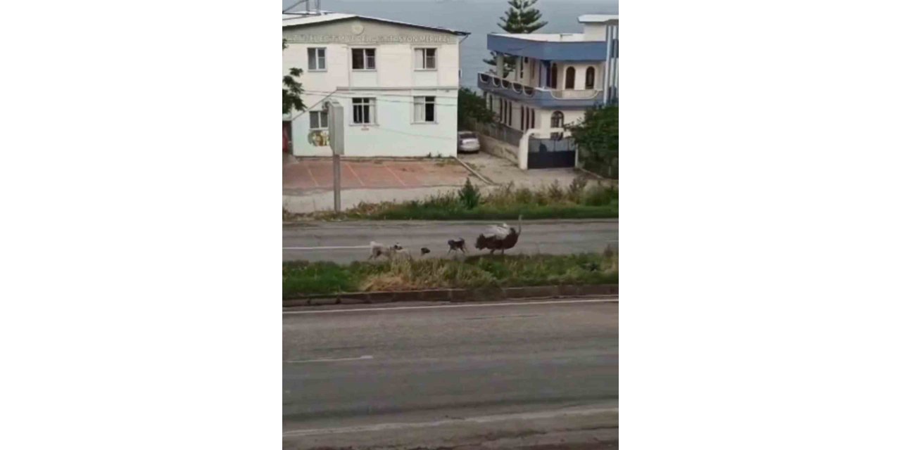 Dikkat: Trafikte deve kuşu var