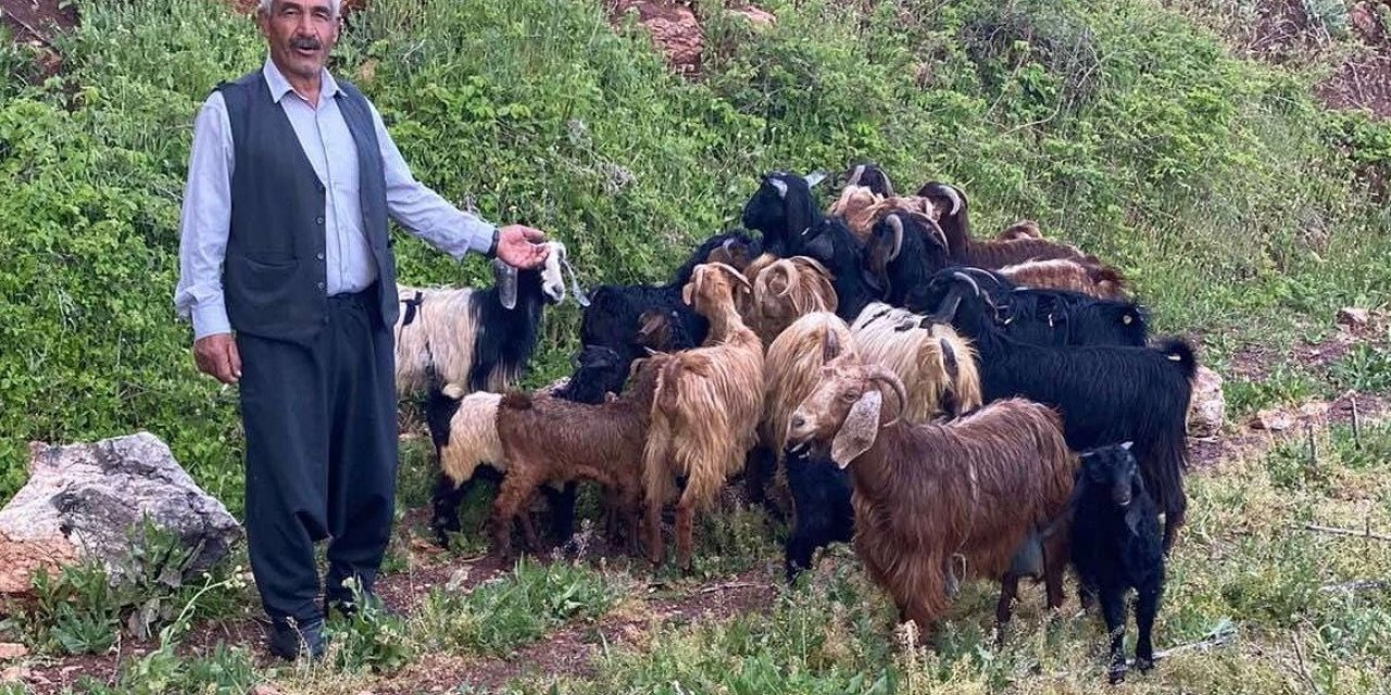 Kaybolan küçükbaş sürüsünü jandarma ekipleri buldu