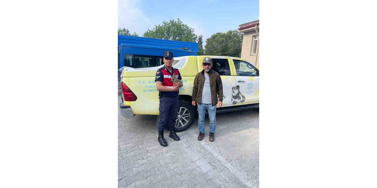 Karaca yavrusu jandarma tarafından Milli parklara teslim edildi