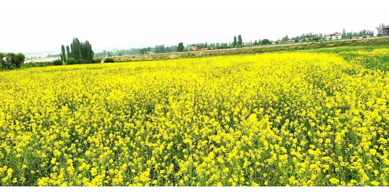 Hububat tarlasındaki yabani sarı hardal otu görsel şölen sunuyor