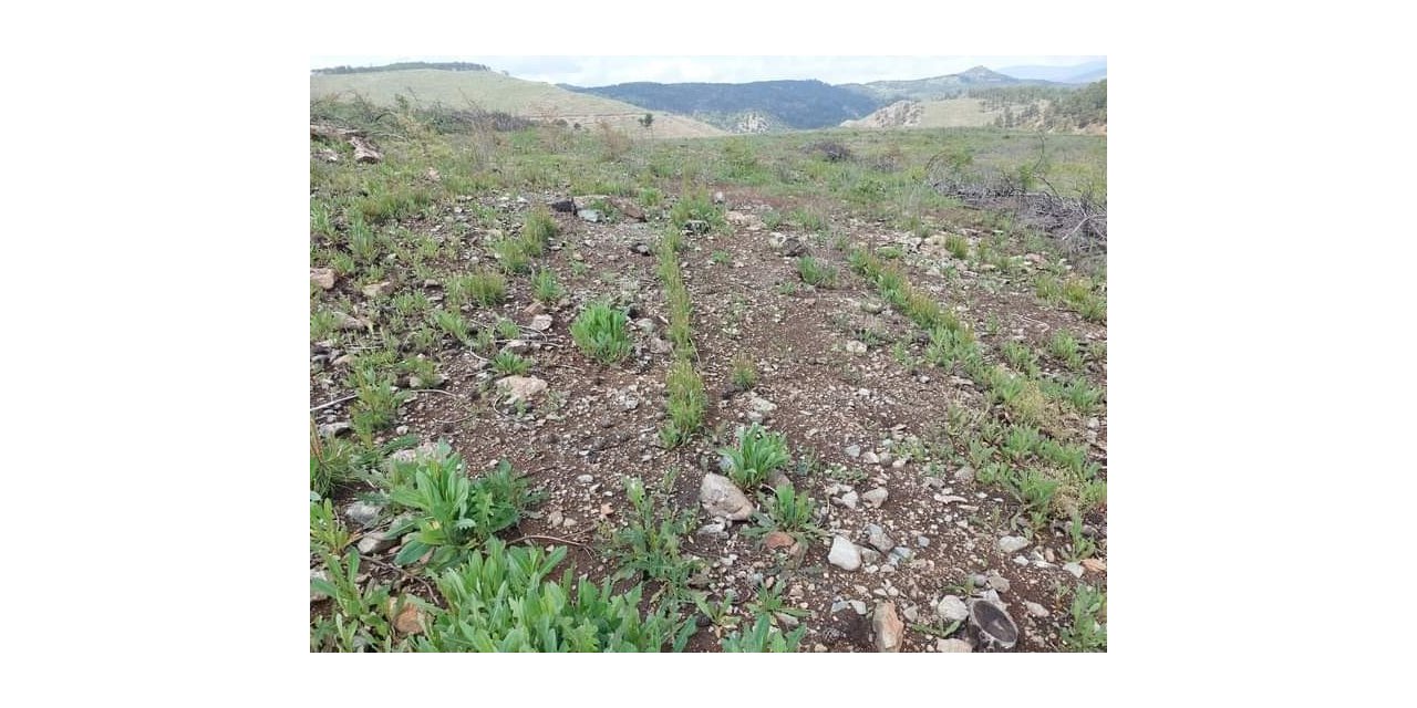 Yanan ormanlık alanlar yeşillendiriliyor