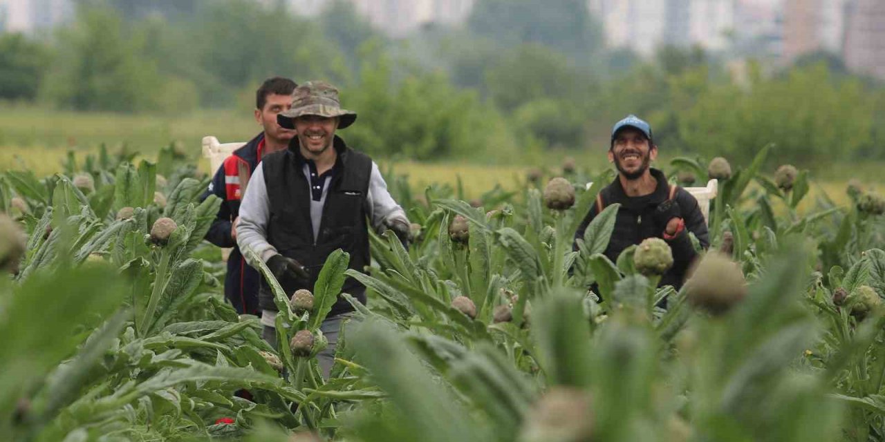 Coğrafi işaret tescilli Hasanağa enginarında hasat zamanı