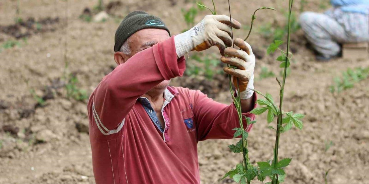 Şerbetçiotu tarlalarında hummalı çalışma sürüyor