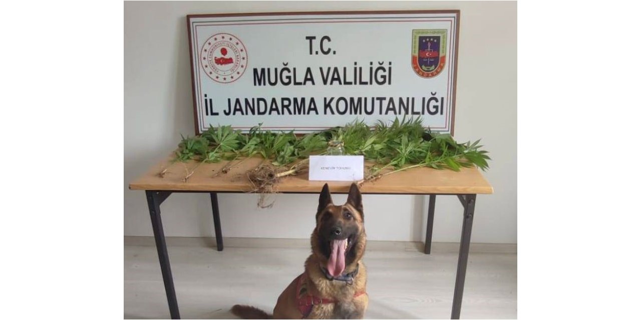 Muğla jandarmasının hassas burunları uyuşturucuya geçit vermedi