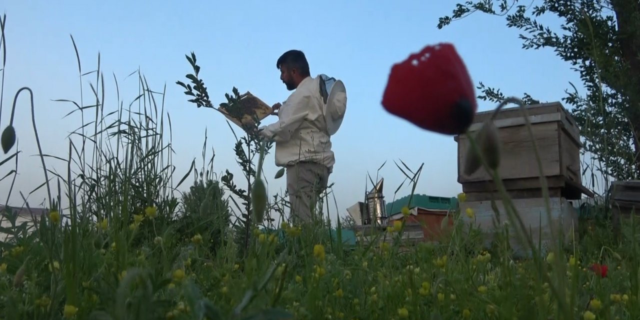 Muş’ta 100 bin kovandan 600 ton bal üretimi hedefleniyor