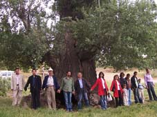 Asırlık Titrek Kavak ilgi çekiyor