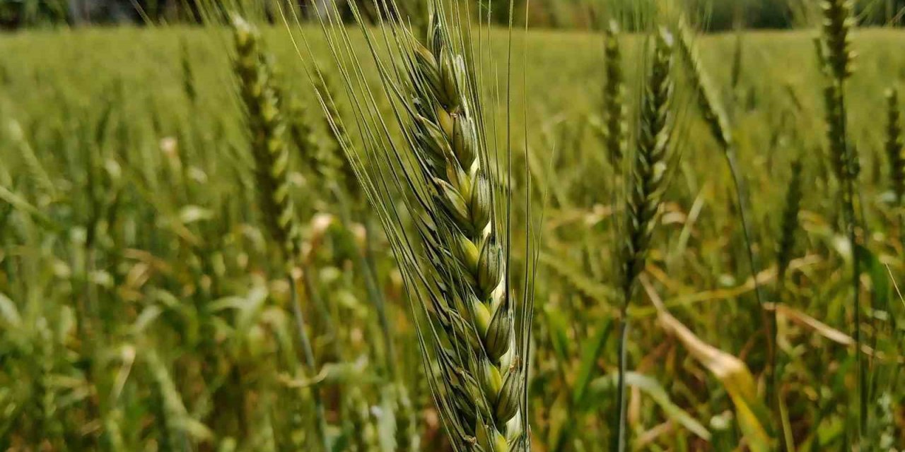 13 bin yıllık ata tohumu ile buğday üretimine destek
