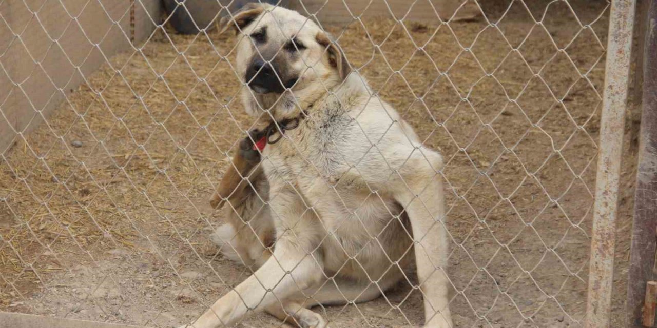 Uzman Kangal yetiştiricisi uyardı: “Yaz aylarında bu belirtilere dikkat”