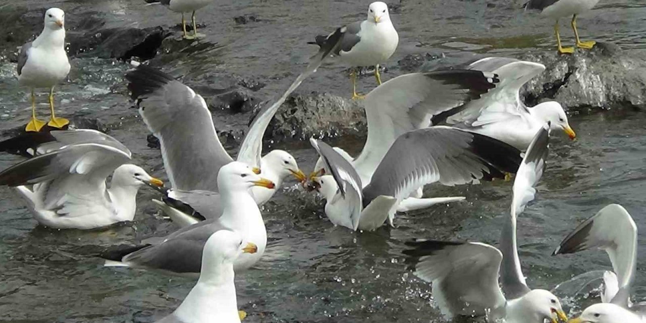 Martıların inci kefali kavgası