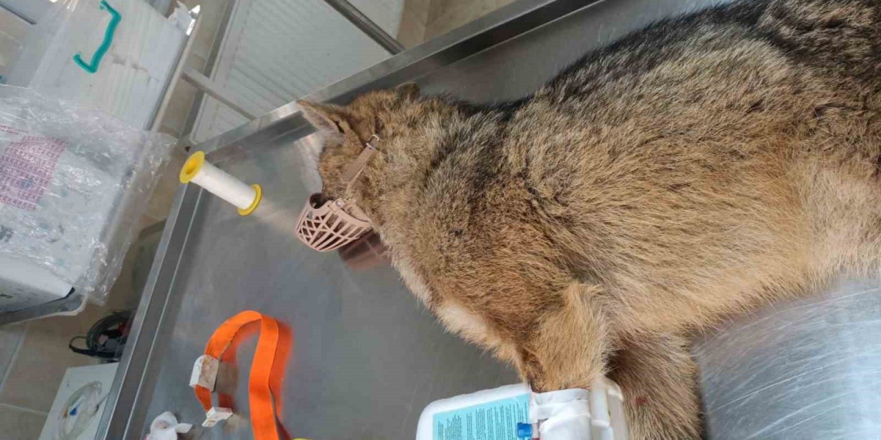 Yorgun düşen çakal bulundu