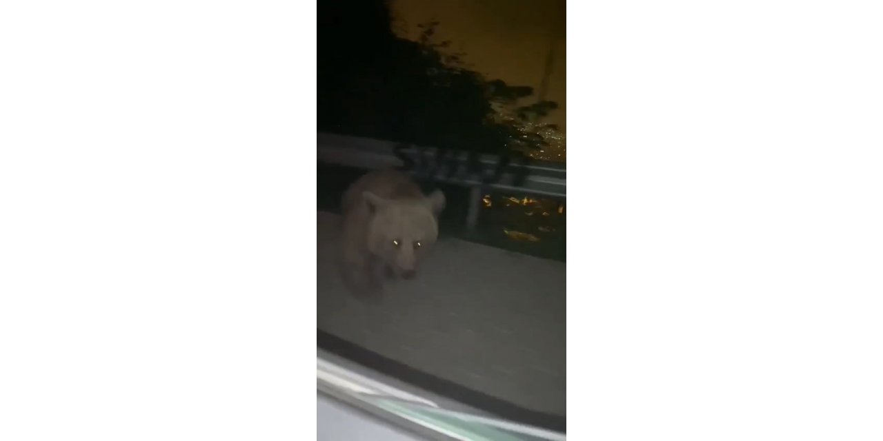 Bursa’da anayola inen ayı, yanında yavaşlayan otomobile böyle saldırdı