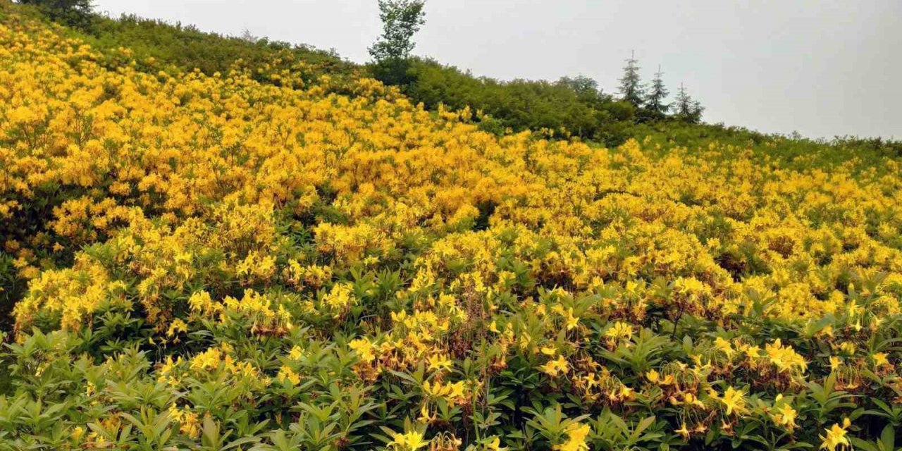 Orman gülleri yaylaları renklendirdi