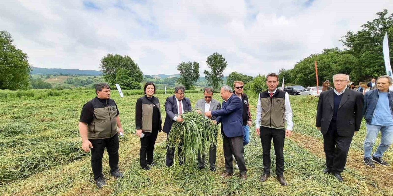 Çan’da Dörtlü Karışım Yem Bitkisi Projesinin hasadı başladı