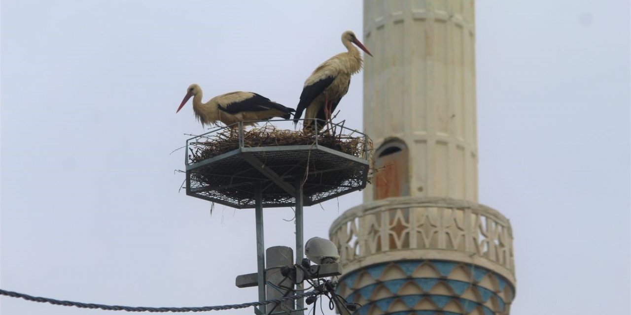 Gökçealan’a 40 yıl sonra gelen leyleklerine yeni yuva