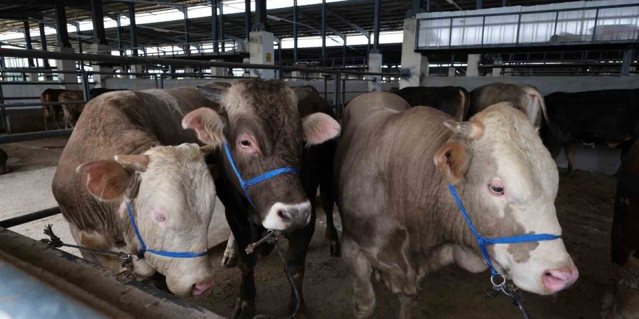 İnegöl hayvan pazarına ilk kurbanlıklar geldi