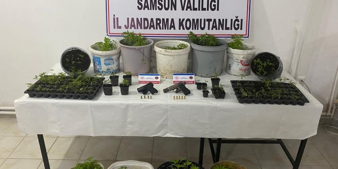 Bafra’da kenevir operasyonu