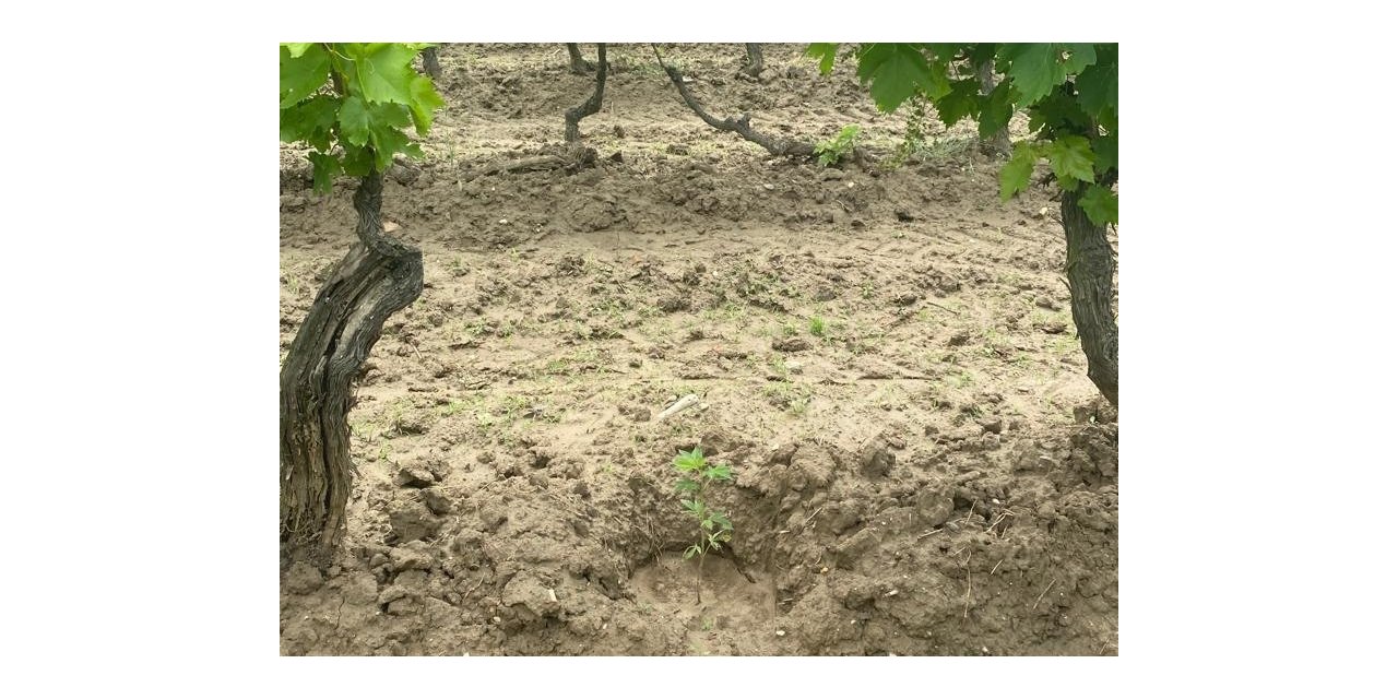 Üzüm bağında Hint keneviri yetiştirdi