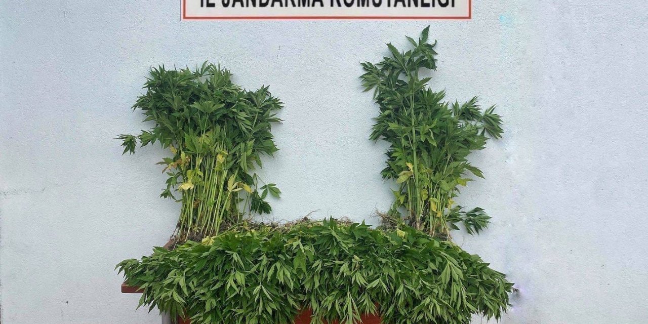 Tekirdağ’da kenevir operasyonu: 2 gözaltı