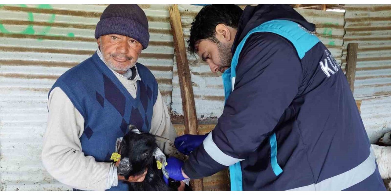 Hisarcık’ta veba aşılaması ve küpeleme çalışması