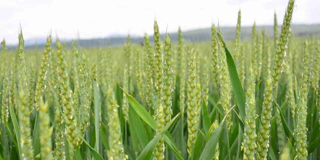 Yağışlar arpada ve buğday üreticilerinin yüzünü güldürdü