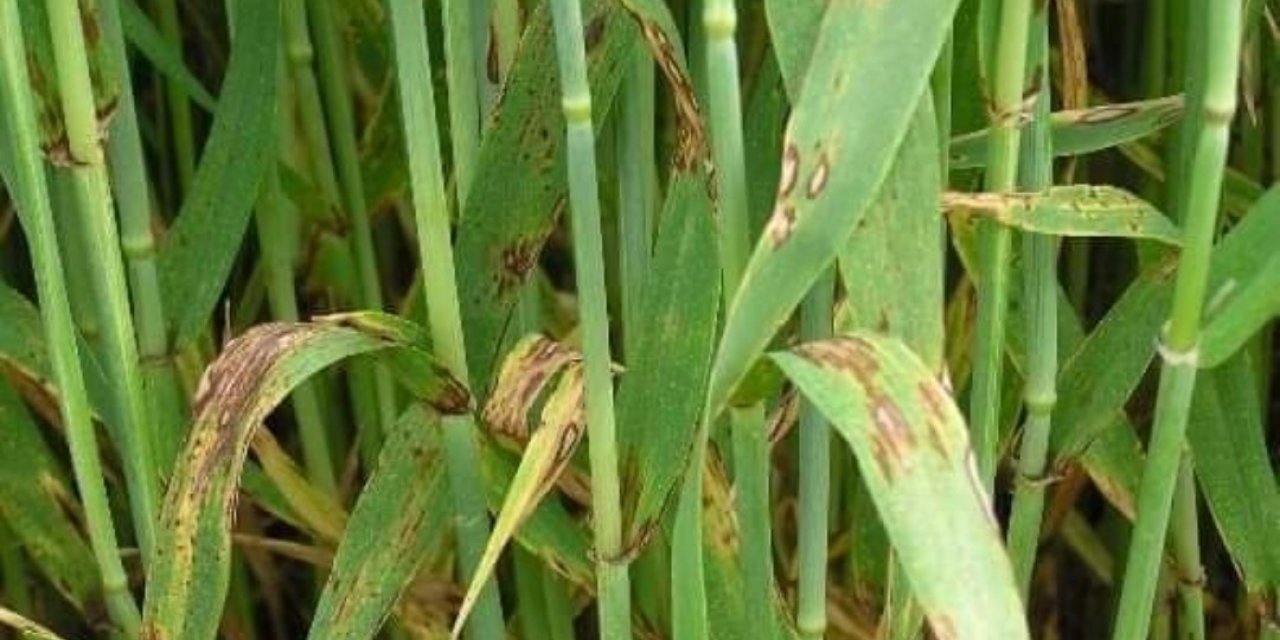 Kütahya’da arpa ve buğdaylarda kök ve kök boğazı çürüklüğü hastalığı görüldü