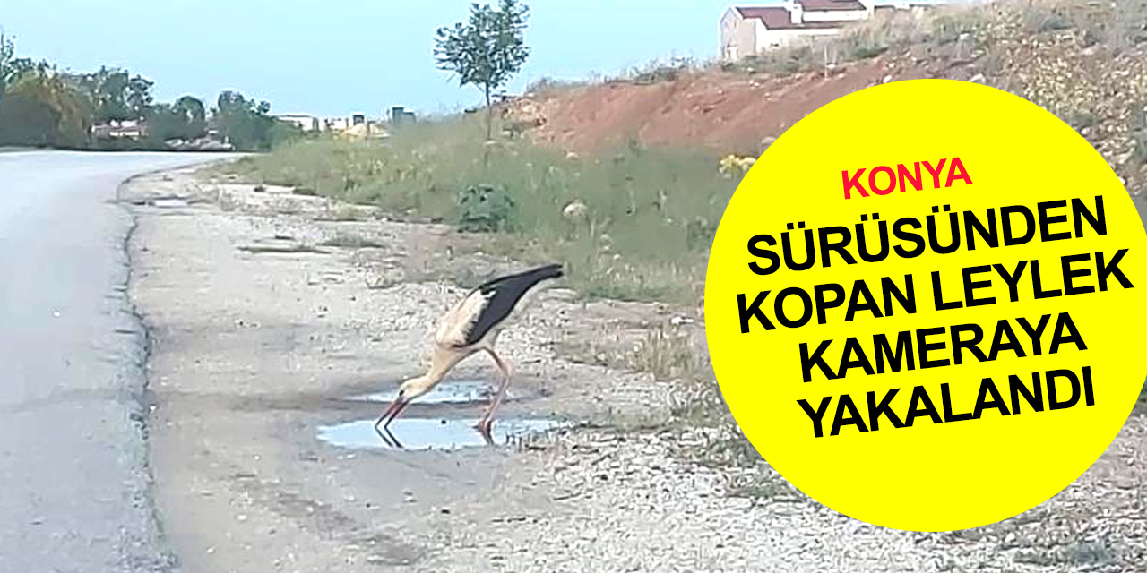 Sürüsünden kopan leylek Konya merkezde su birikintisinden susuzluğunu giderdi