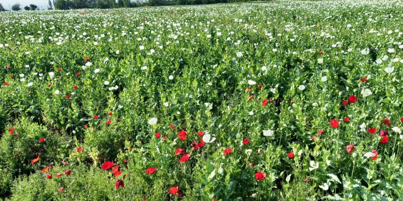 Günyüzü bu güzellikten mahrum kaldı