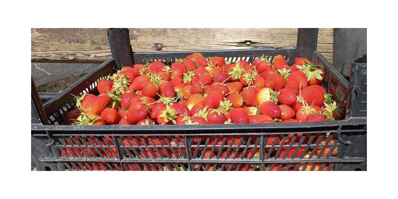 Zonguldak’ta hasatla birlikte çilekler raflarda yerini aldı