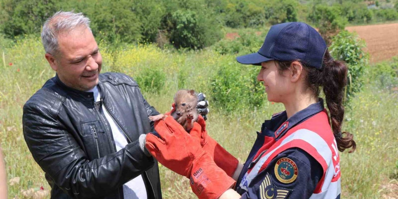 Arazide Çakal yavrusu buldu, jandarmaya teslim etti