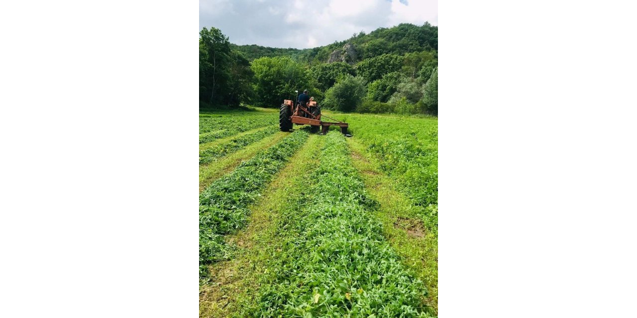 Edirne’de tarlaya kenevir eken 1 kişi yakalandı