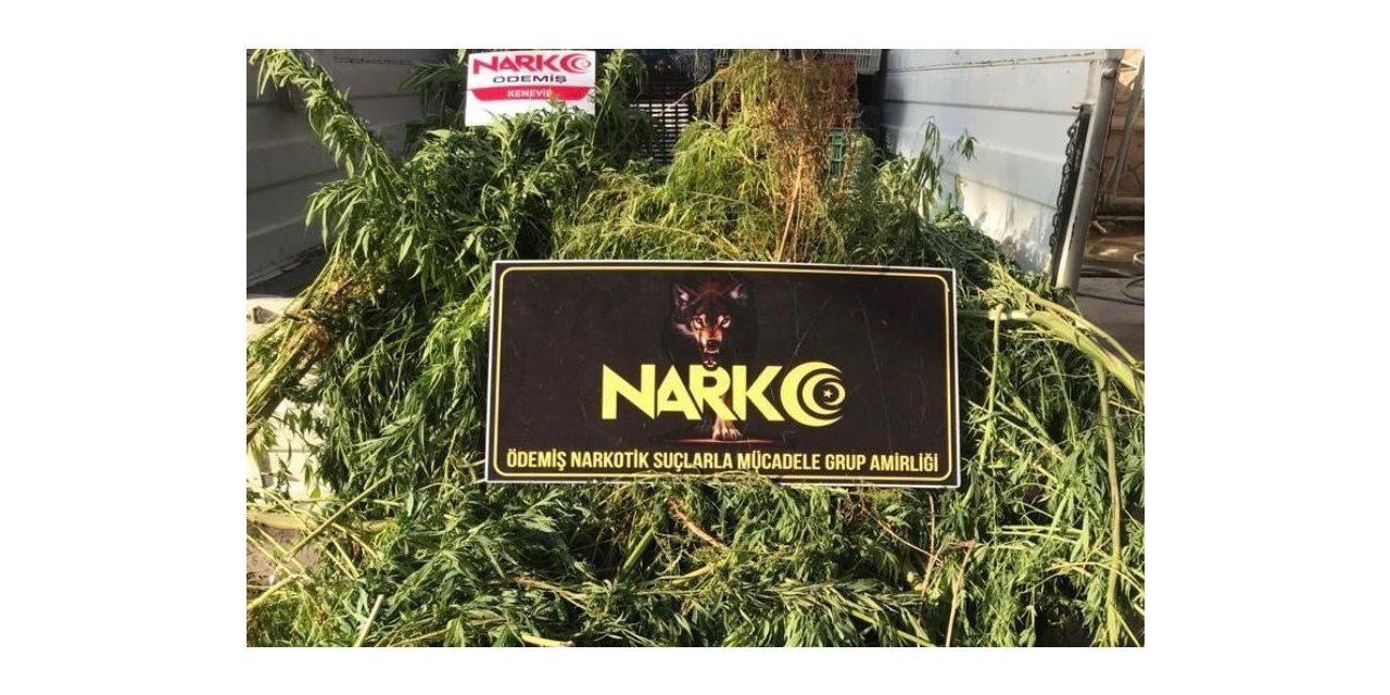 Tarım serasına uyuşturucu operasyonu: 3 gözaltı