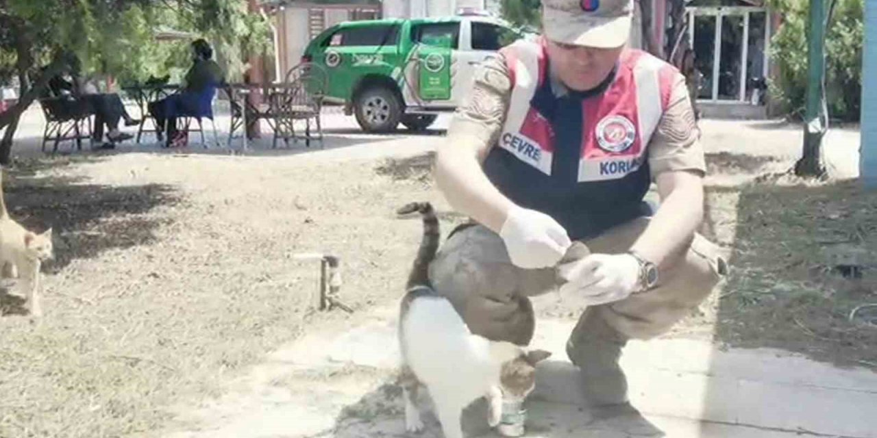 Jandarma deprem nedeniyle sahipsiz kalan hayvanları besledi